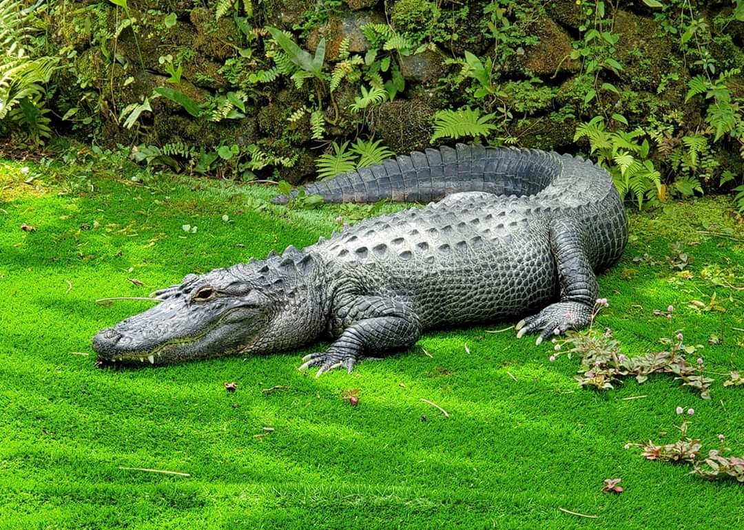 American Alligator