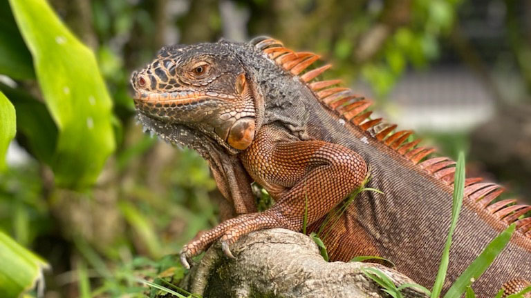 tanya red iguana 16-9